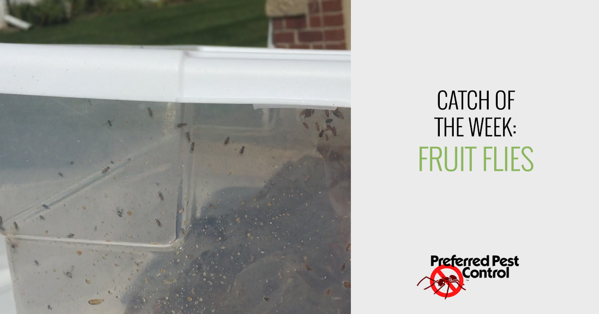 Catch of the Week West Des Moines Fruit Flies